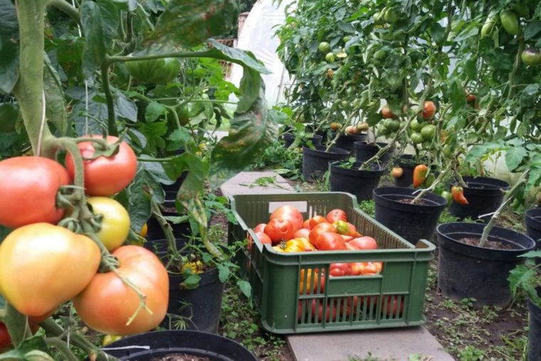 fresh tomatoes