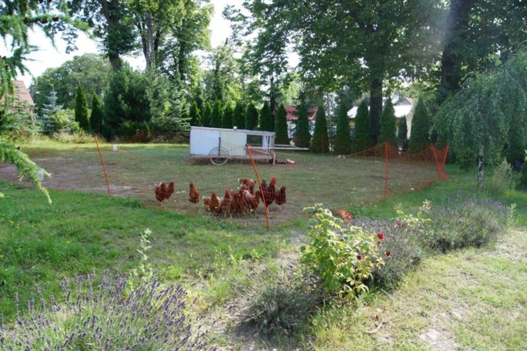 chickens yet alive